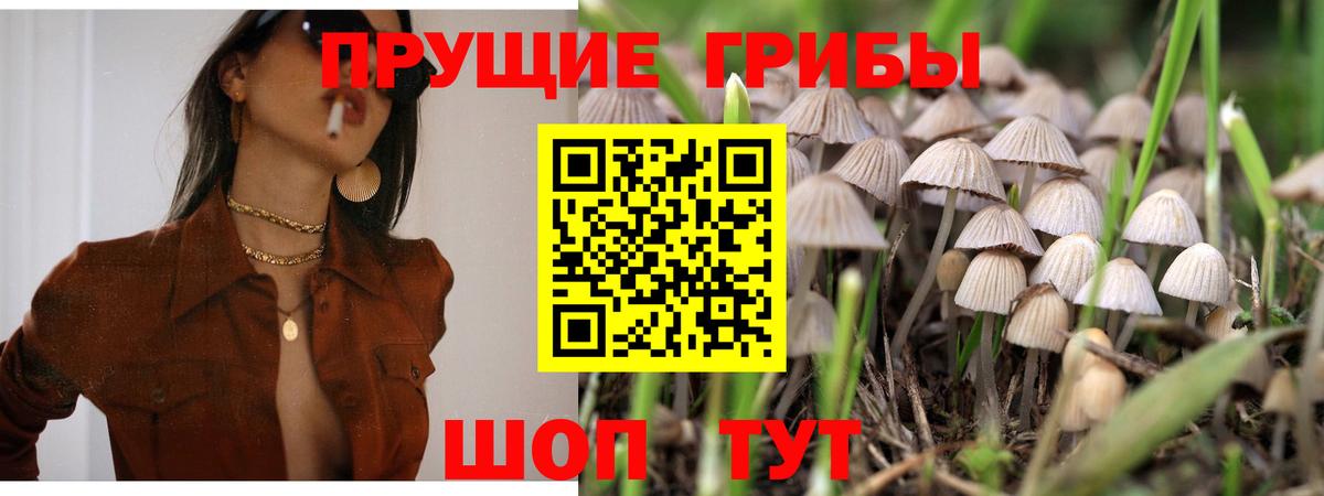 Псилоцибиновые грибы Psilocybine cubensis Белебей